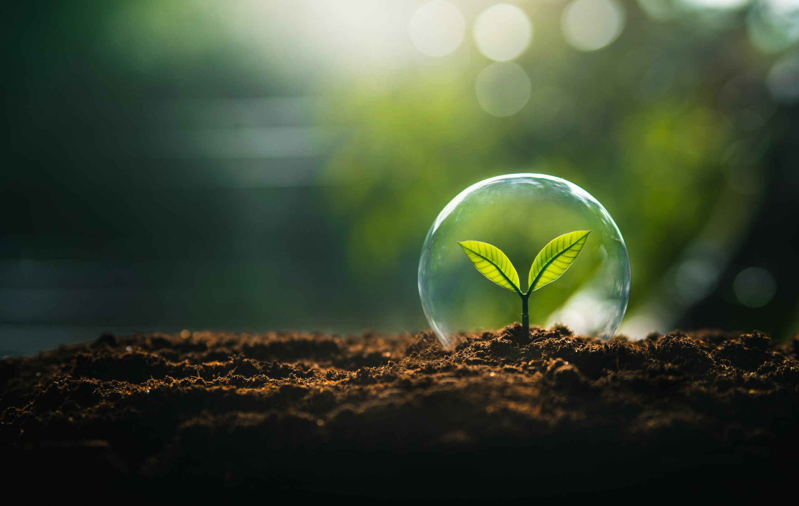 Nature conservation concept, young tree growing in a glass ball